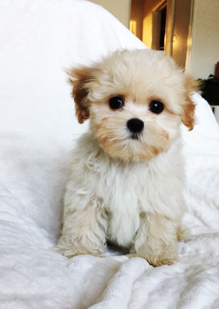 Teacup Maltipoo Puppy for sale los angeles, ca - iHeartTeacups