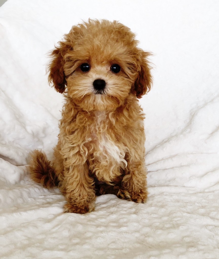 Teacup Maltipoo Puppy for sale los angeles, california - iHeartTeacups