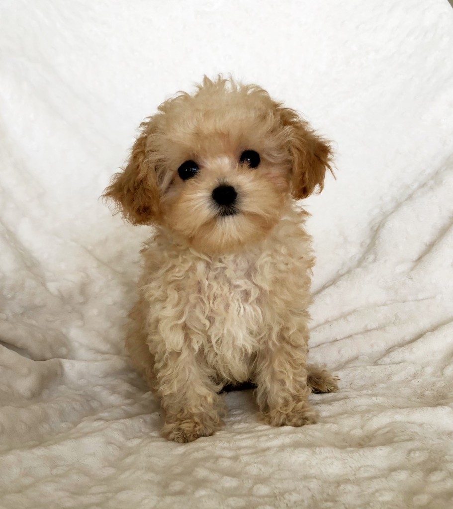 Teddy bear face maltipoo puppy teacup puppy! - iHeartTeacups