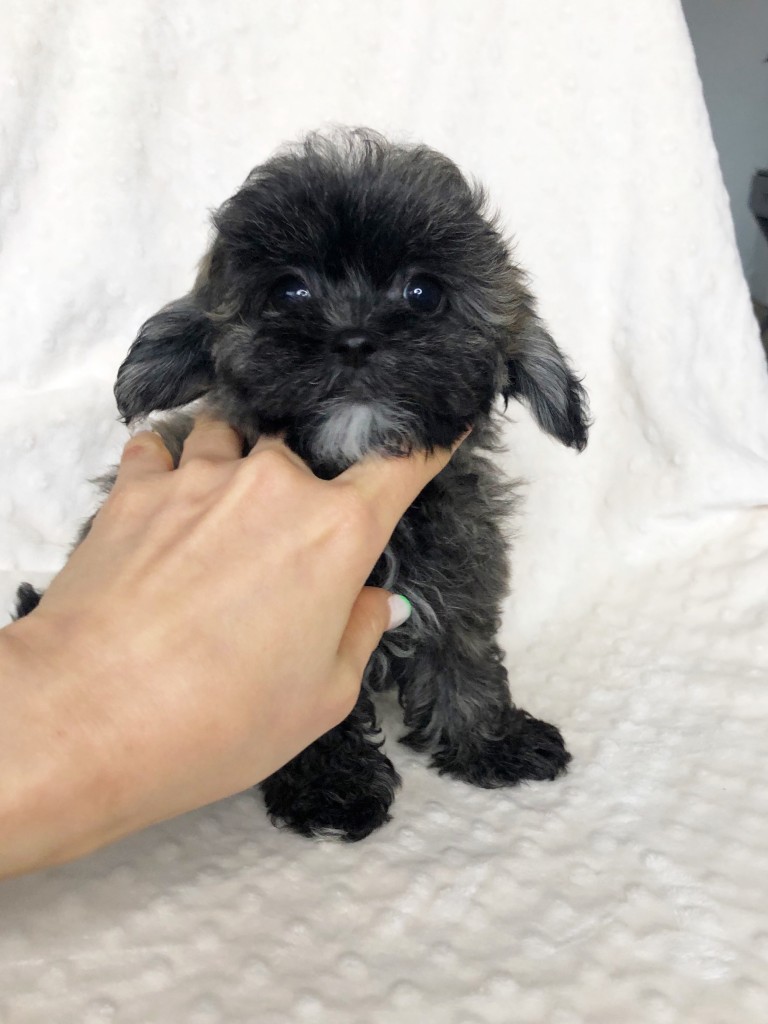 Teacup Maltipoo Puppy For sale! brindle - iHeartTeacups