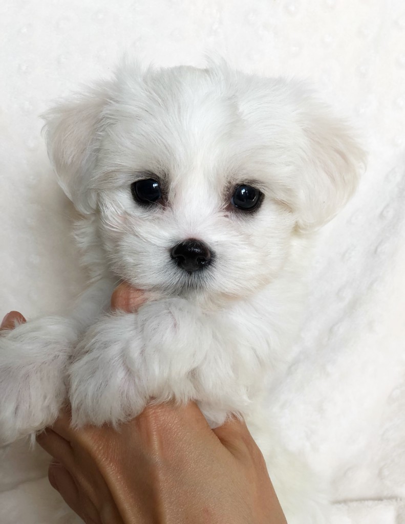 Teacup Maltese Puppy female! - iHeartTeacups