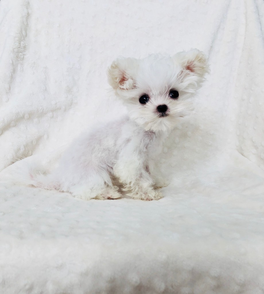 Buy Micro Tiny Teacup Maltipoo Puppy Los angeles, Ca - iHeartTeacups