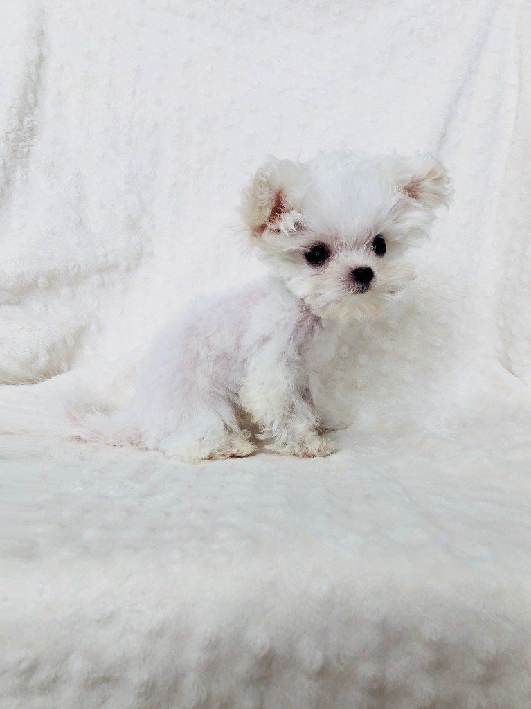 Buy Micro Tiny Teacup Maltipoo Puppy Los angeles, Ca - iHeartTeacups