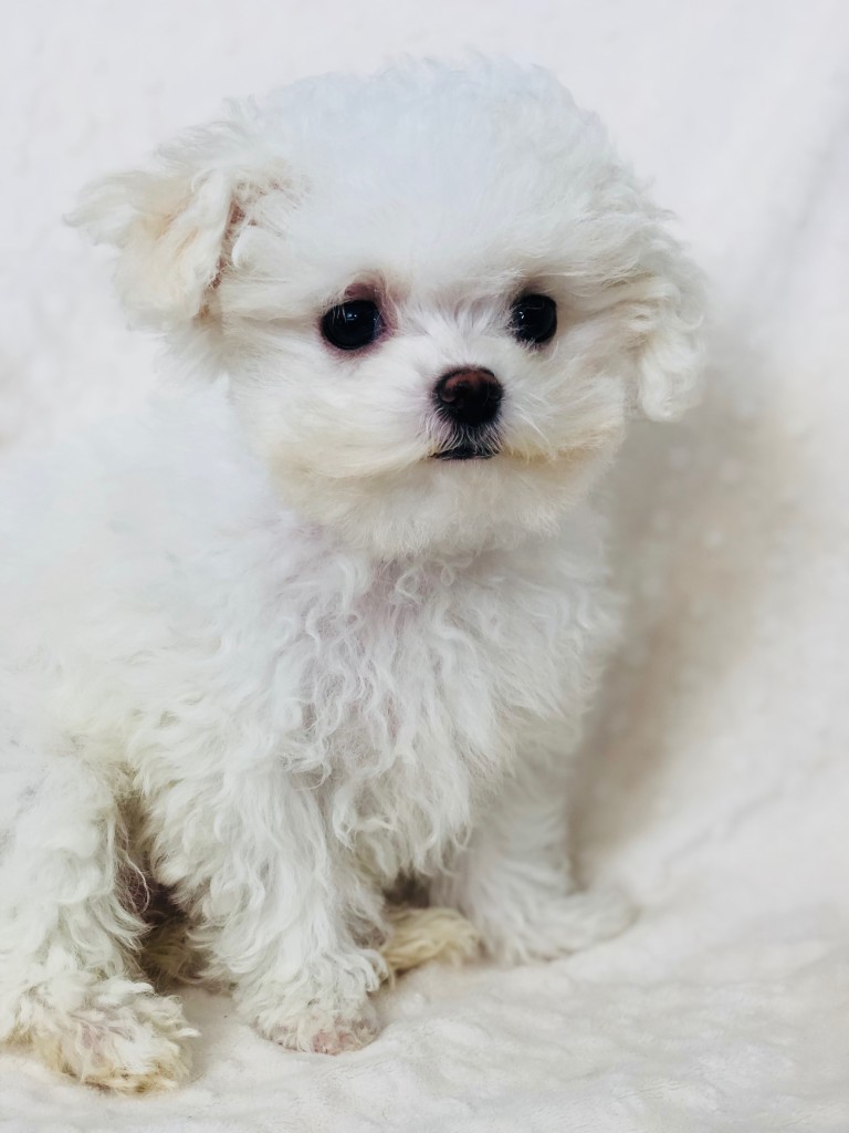 Teacup Maltese/Poodle Puppy! - iHeartTeacups