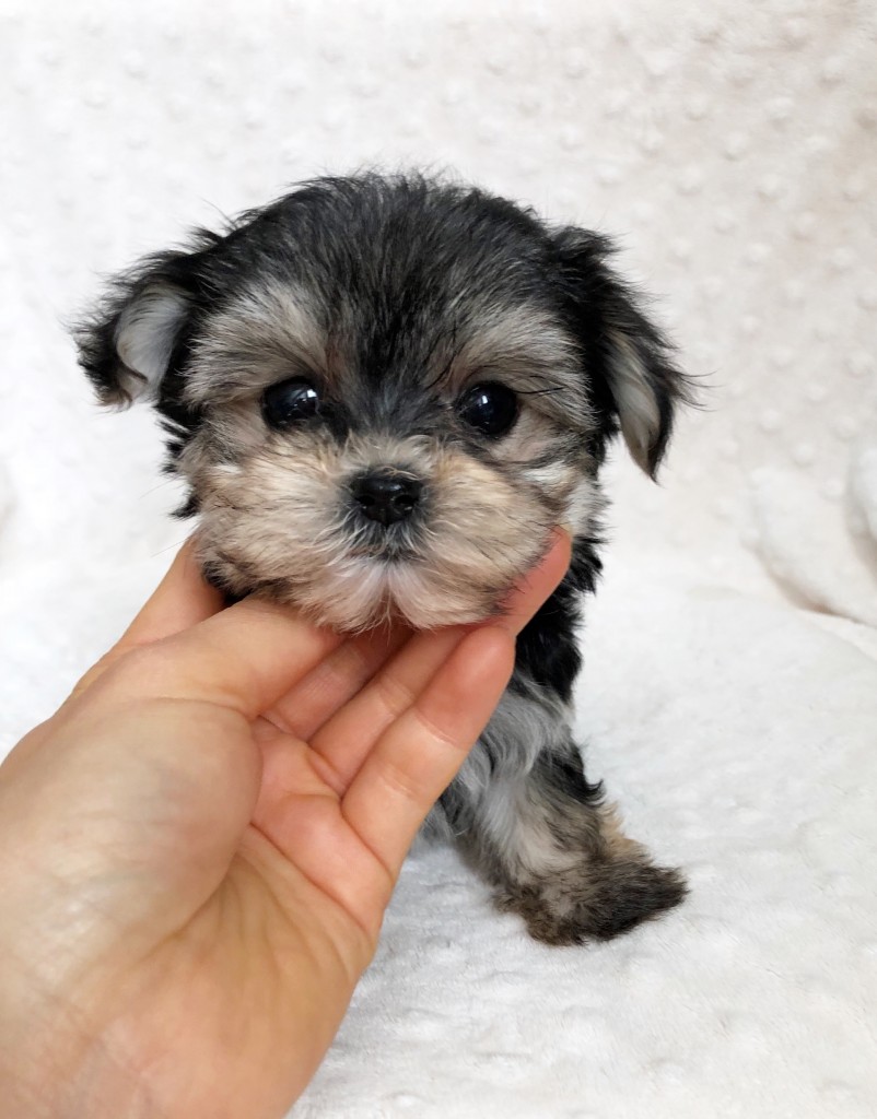 Tiny Teacup Morky Puppy! - iHeartTeacups