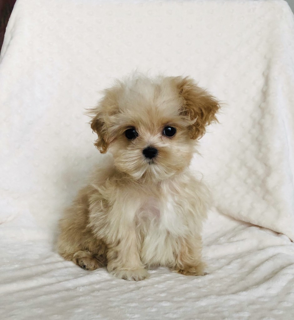 Tiny Teacup Maltipoo Puppy teddy! - iHeartTeacups