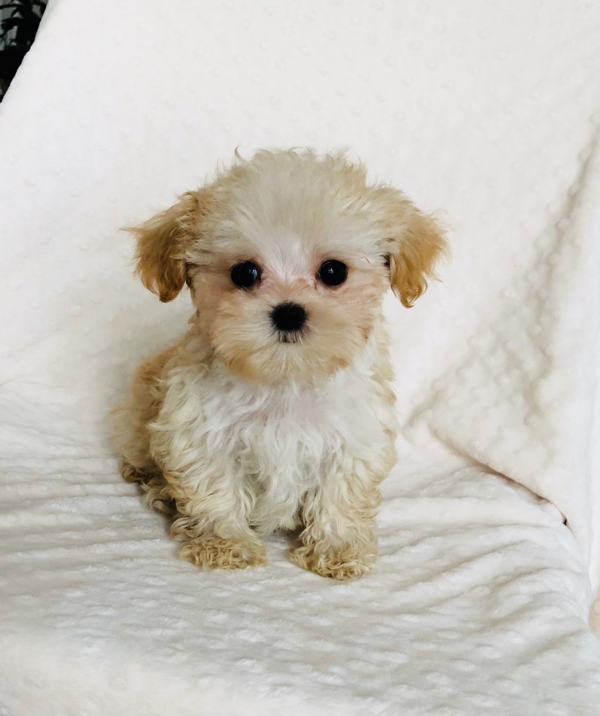 Teacup Maltipoo Puppy! Male - iHeartTeacups