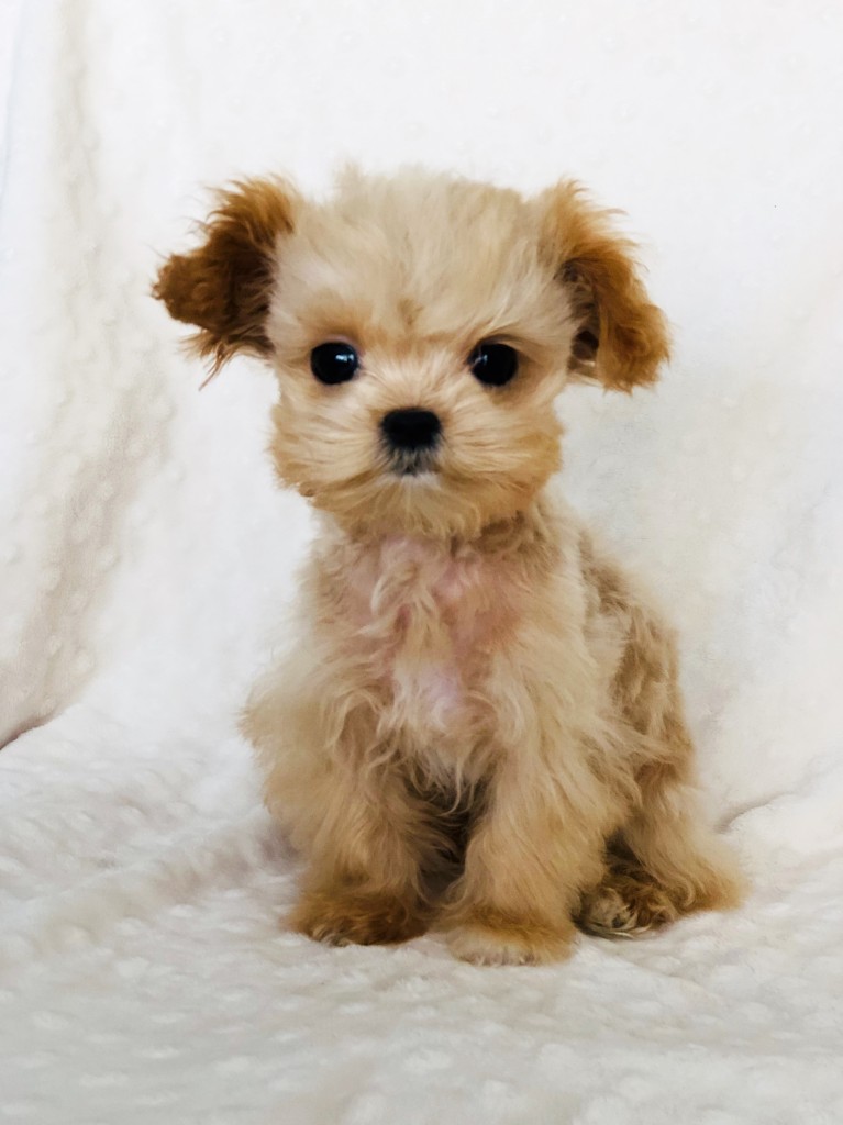 Teacup Maltipoo Apricot reddish! - iHeartTeacups