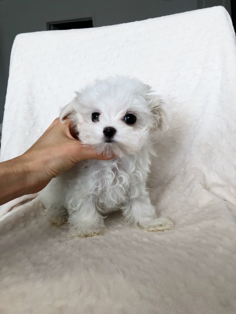 Teacup Maltese Puppy for sale los angeles, ca - iHeartTeacups