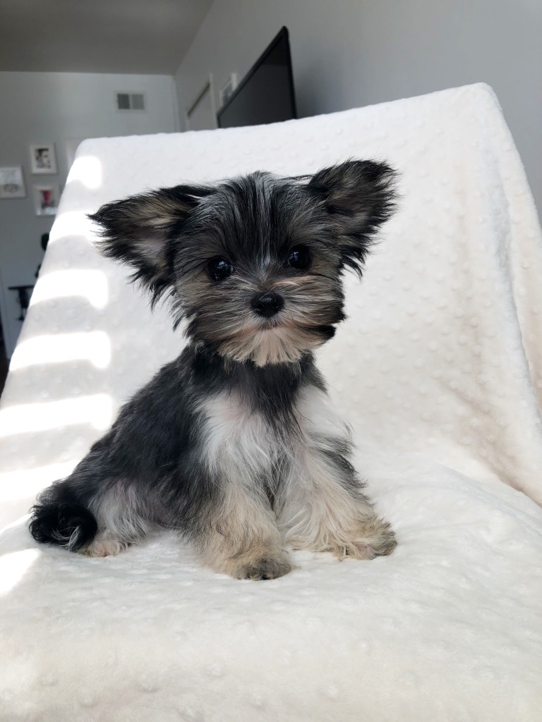 Parti Morkie Puppy for sale! - iHeartTeacups