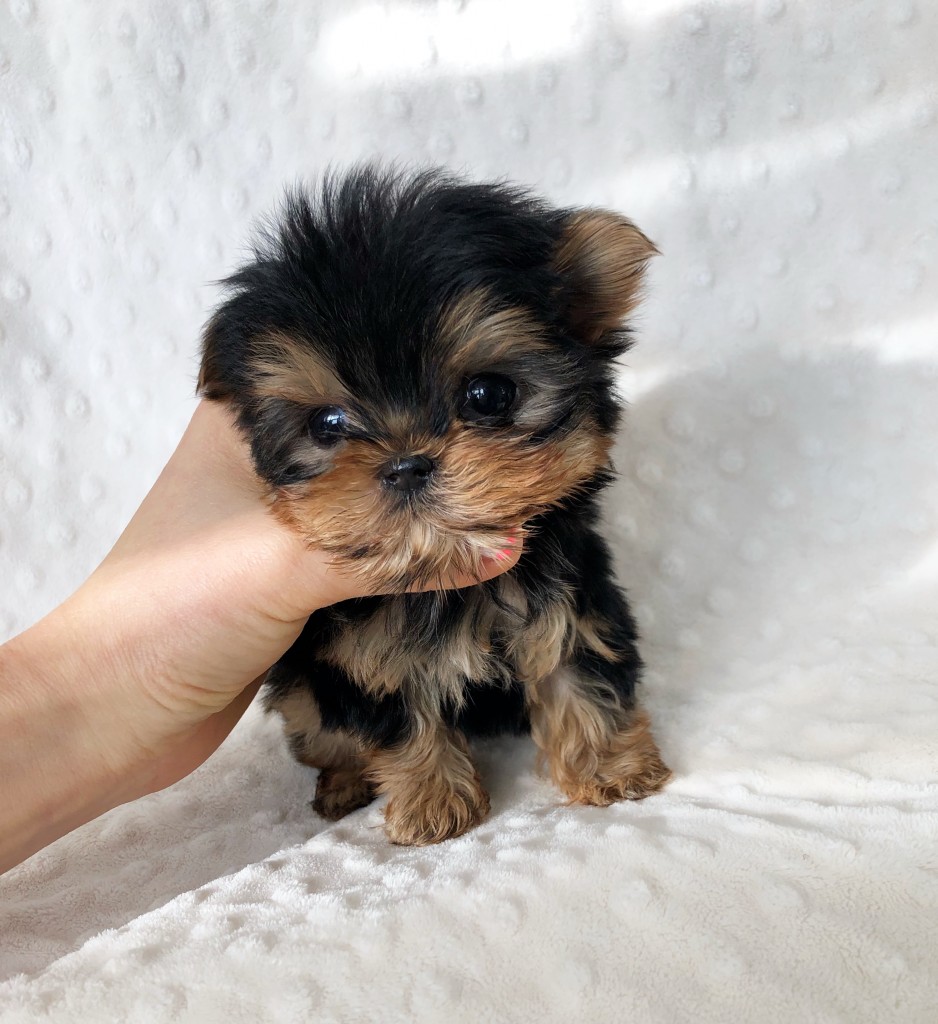 EXTREME MICRO TEACUP PURSE PUPPY YORKIE UNBELIEVABLE!! - iHeartTeacups