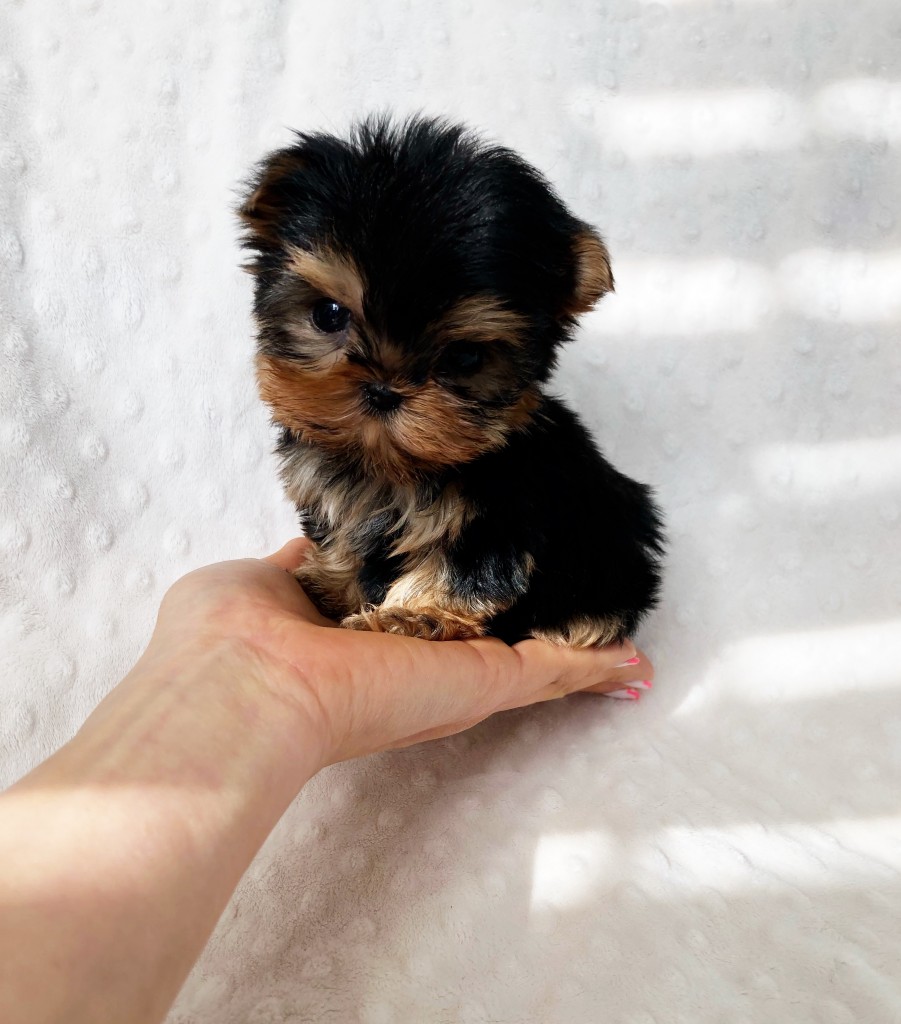 Extreme Micro Teacup Purse Puppy Yorkie Unbelievable Iheartteacups