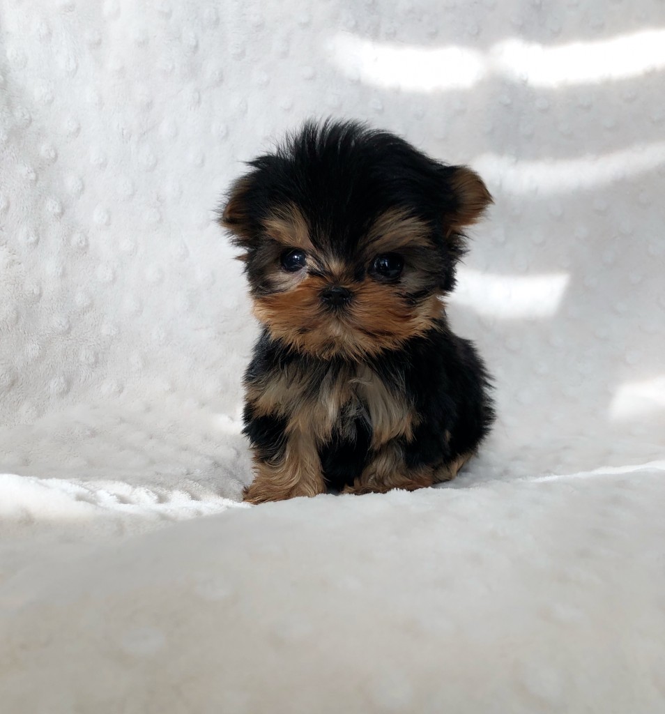 EXTREME MICRO TEACUP PURSE PUPPY YORKIE UNBELIEVABLE!! - iHeartTeacups