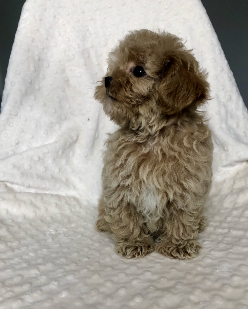 Teddy Bear Red Apricot Teacup Maltipoo Puppy Los Angeles - IHeartTeacups