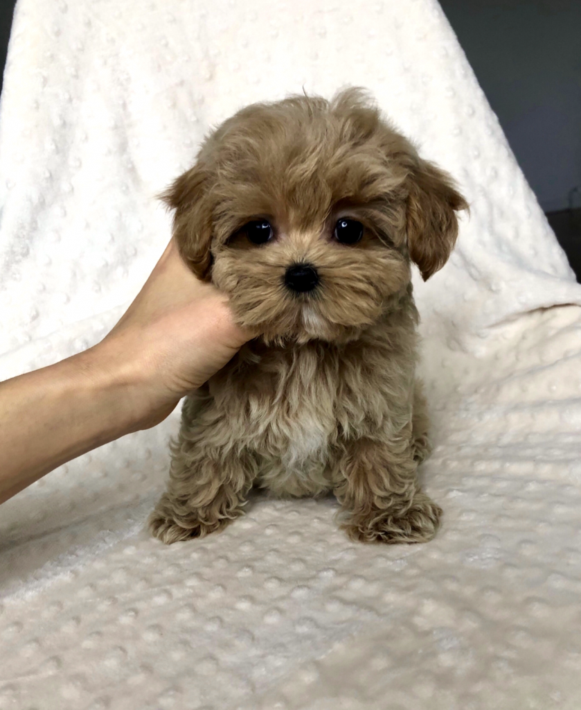 Teddy Bear Red Apricot Teacup Maltipoo Puppy Los Angeles - IHeartTeacups