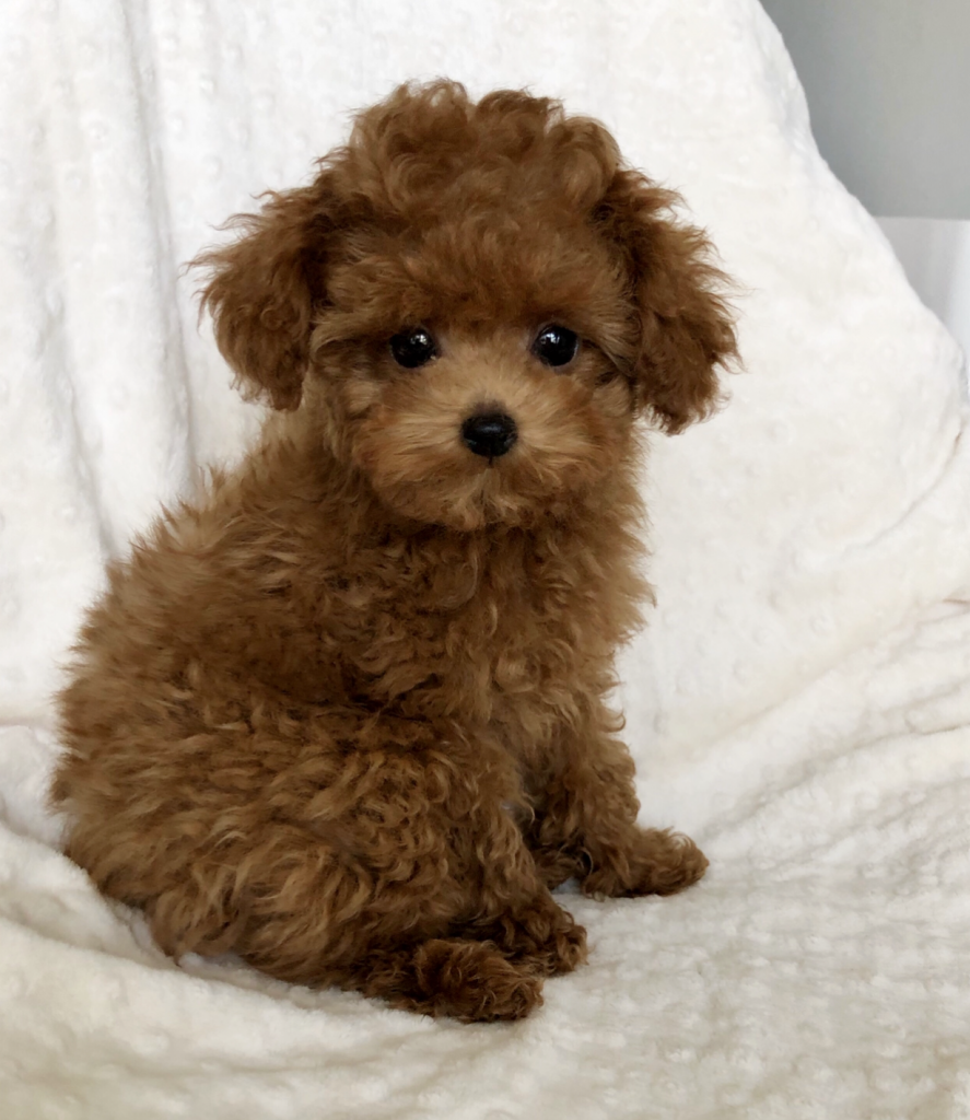 Maltipoo red puppy for sale!! - iHeartTeacups