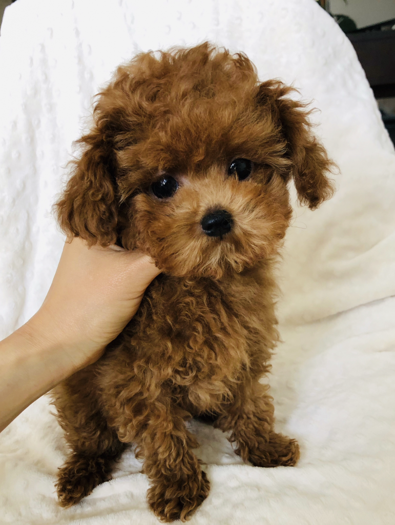 Maltipoo red puppy for sale!! - iHeartTeacups