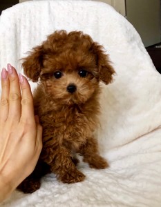 RED teacup Maltipoo Puppy!! | iHeartTeacups