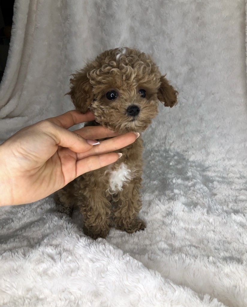 Teacup Maltipoo Puppy!! - iHeartTeacups