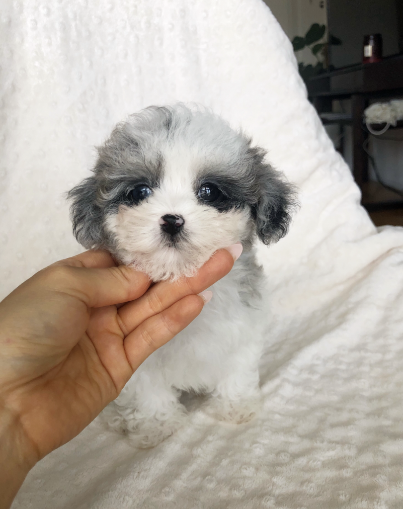 Teacup Puppy Pictures