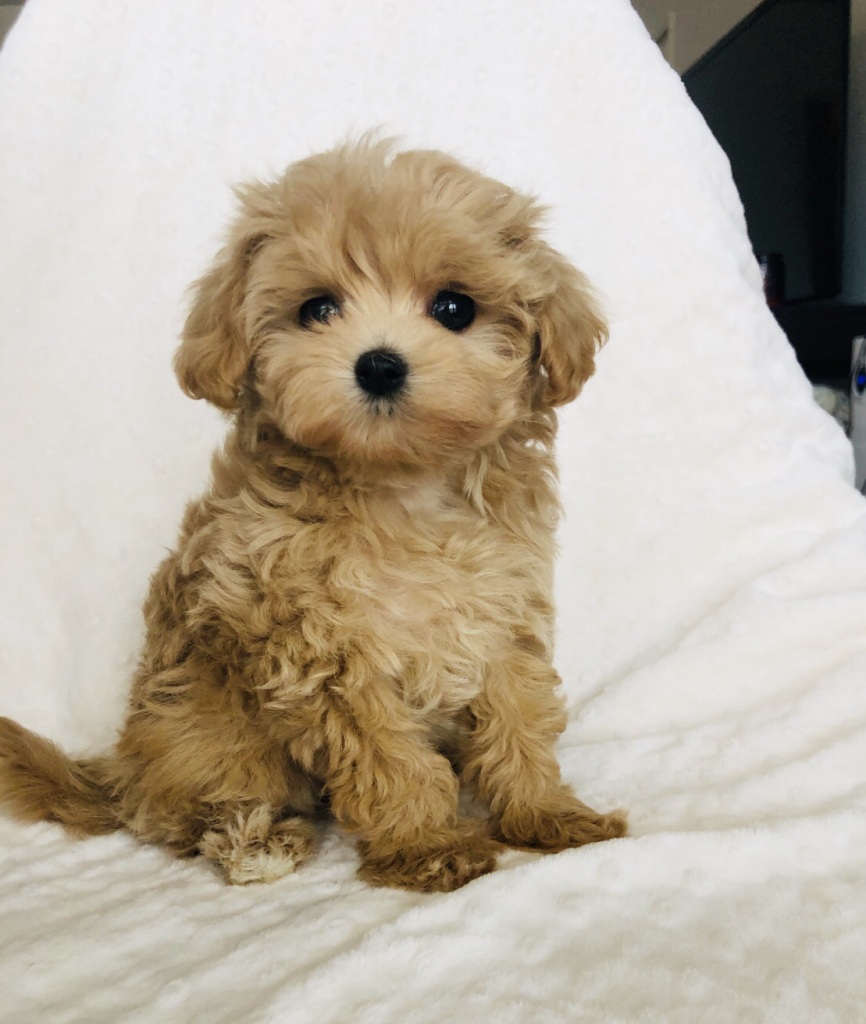 Teacup Maltipoo Puppy for sale! - iHeartTeacups