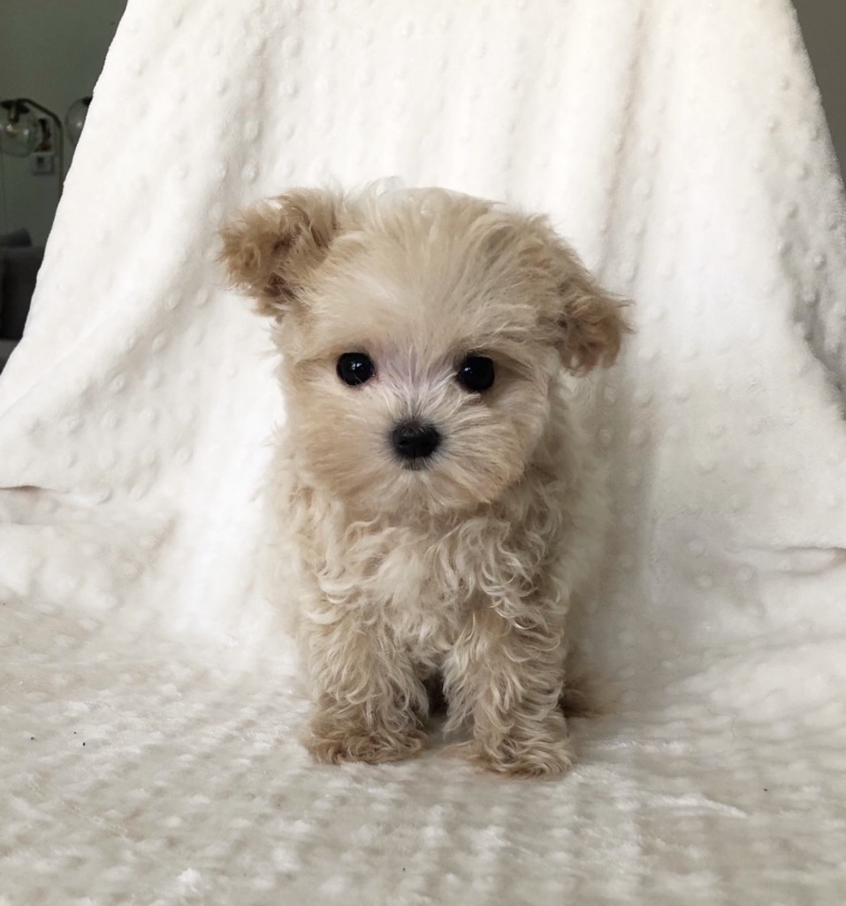 Tiny Teacup Maltipoo Female Puppy! - iHeartTeacups