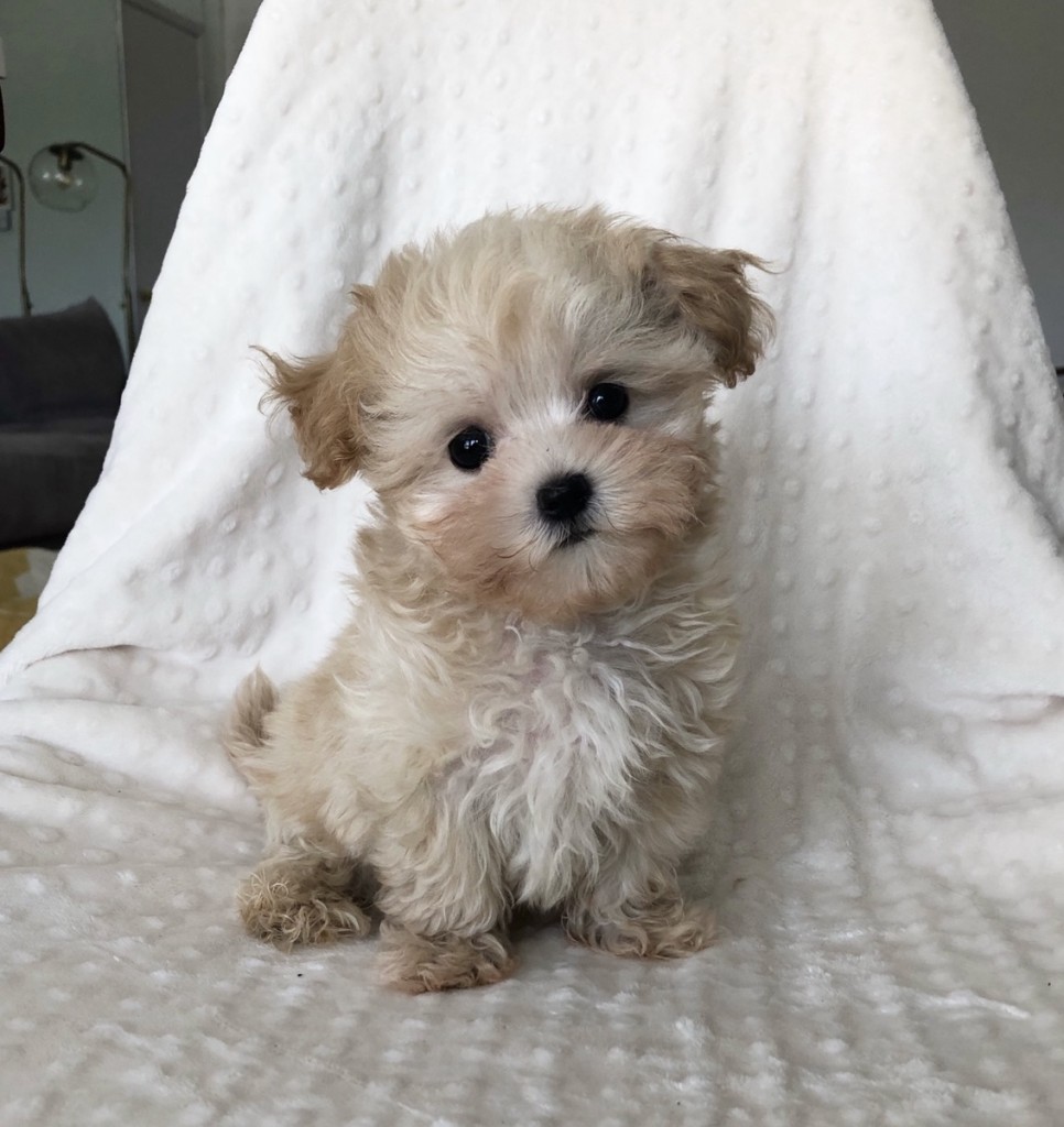 Teacup Maltipoo Puppy Male For Sale! - Iheartteacups