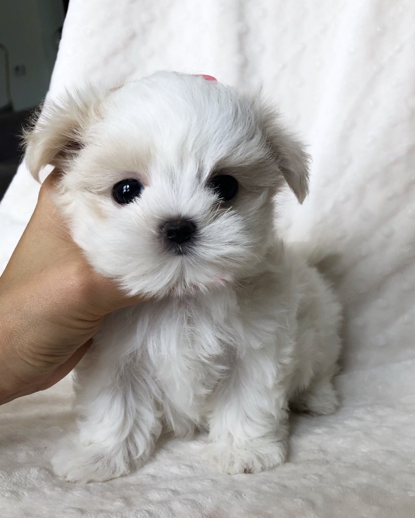 Tiny Teacup Maltese Puppy-babydoll Face! - Iheartteacups