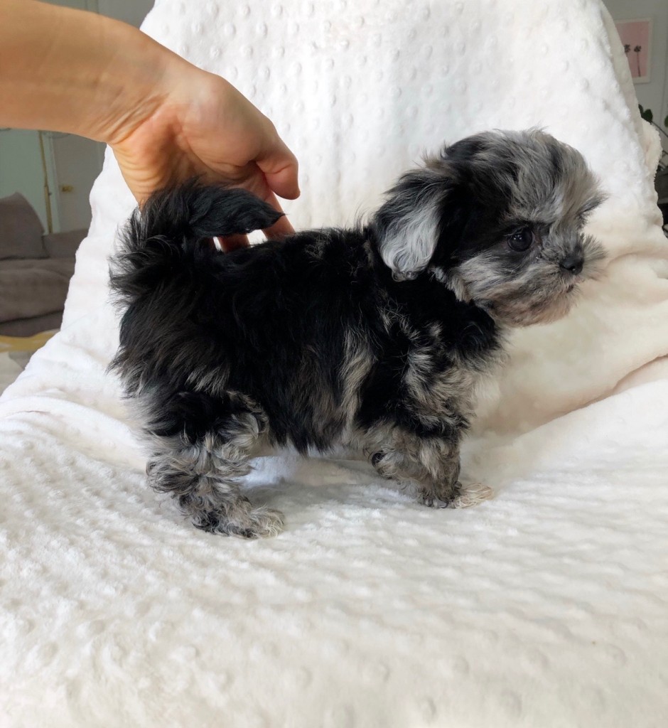 Rare merle female shih poo puppy! - iHeartTeacups