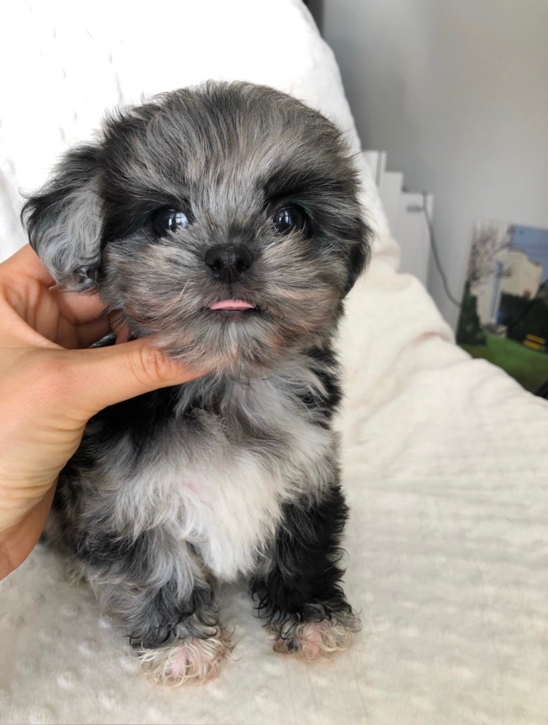 Rare merle female shih poo puppy! - iHeartTeacups