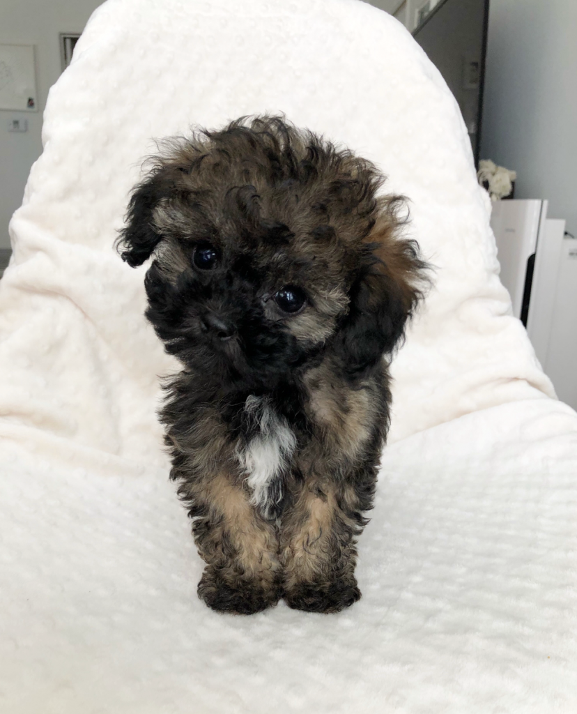 teddy bear maltipoo maltipooh puppy for sale! - iHeartTeacups