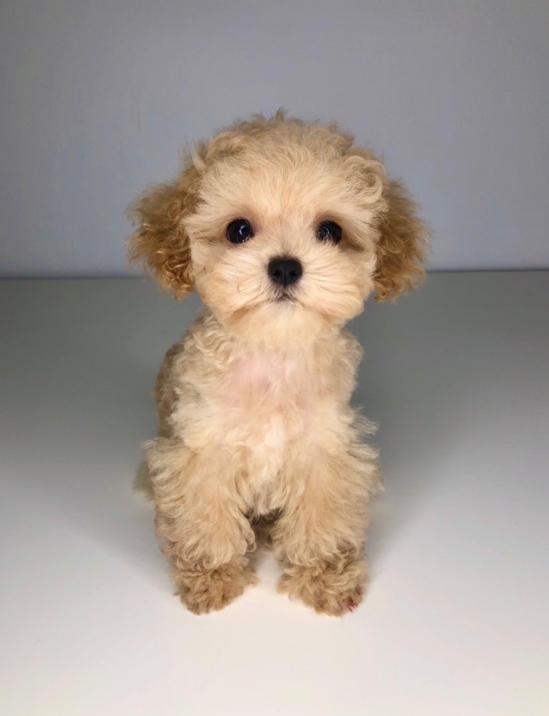 teddy bear face maltipoo