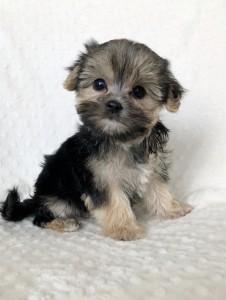 Tiny Teacup Morkie Female Puppy! | iHeartTeacups