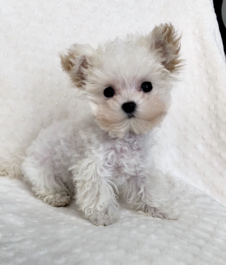 Teacup Maltipoo Puppy Amazing baby doll face!! - iHeartTeacups