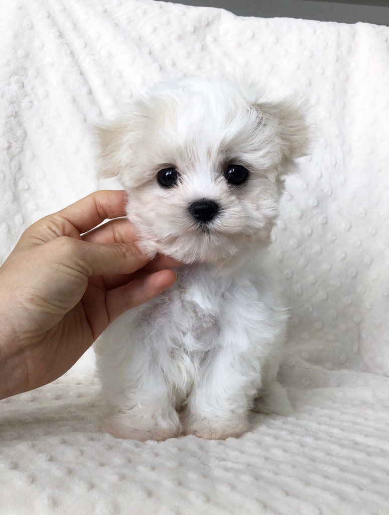 Teacup maltipoo puppy for sale los angeles california! - iHeartTeacups