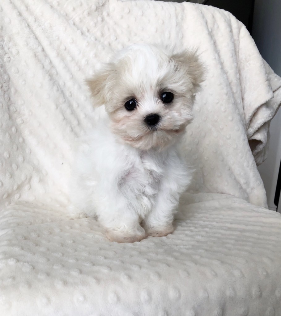 Teacup maltipoo puppy for sale los angeles california! - iHeartTeacups