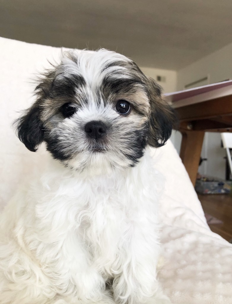 MALSHI PUPPY FOR SALE!! - iHeartTeacups