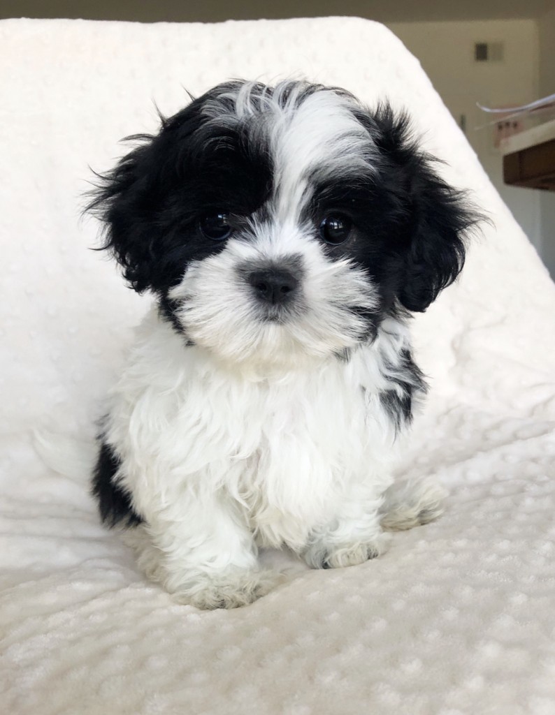 MALSHI FEMALE PUPPY AVAILABLE NOW!!! - iHeartTeacups