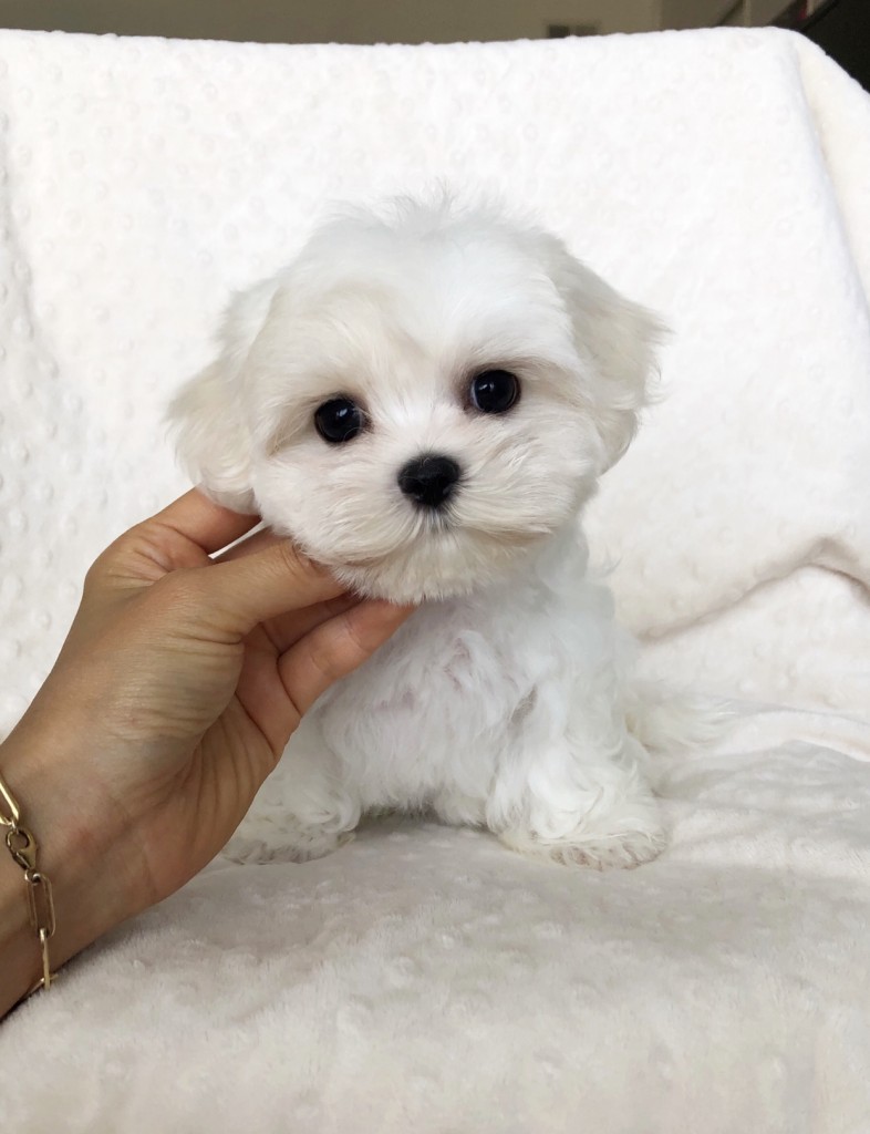 Teacup Maltese Puppy Baby doll face!! - iHeartTeacups