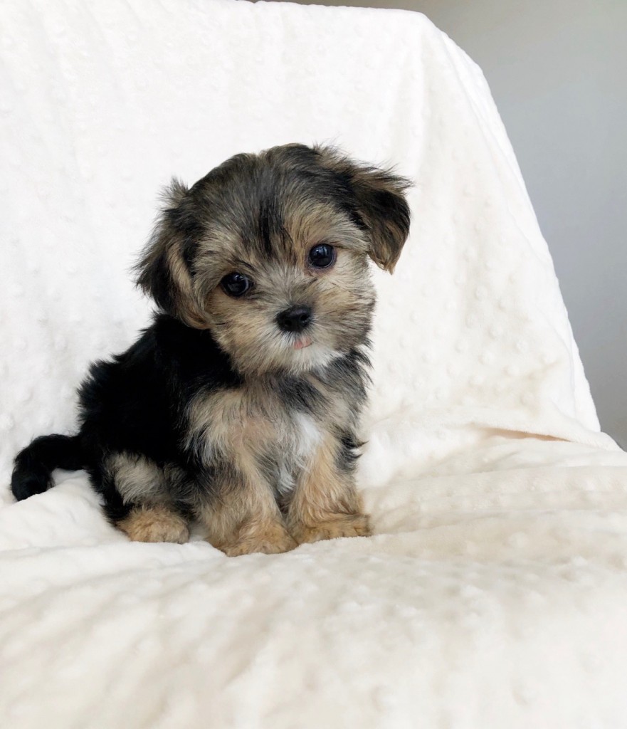 teddy morkie