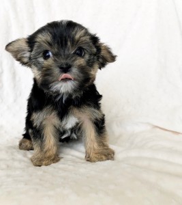 Teacup Yorkie/Maltese Morkie Puppy for sale! | iHeartTeacups