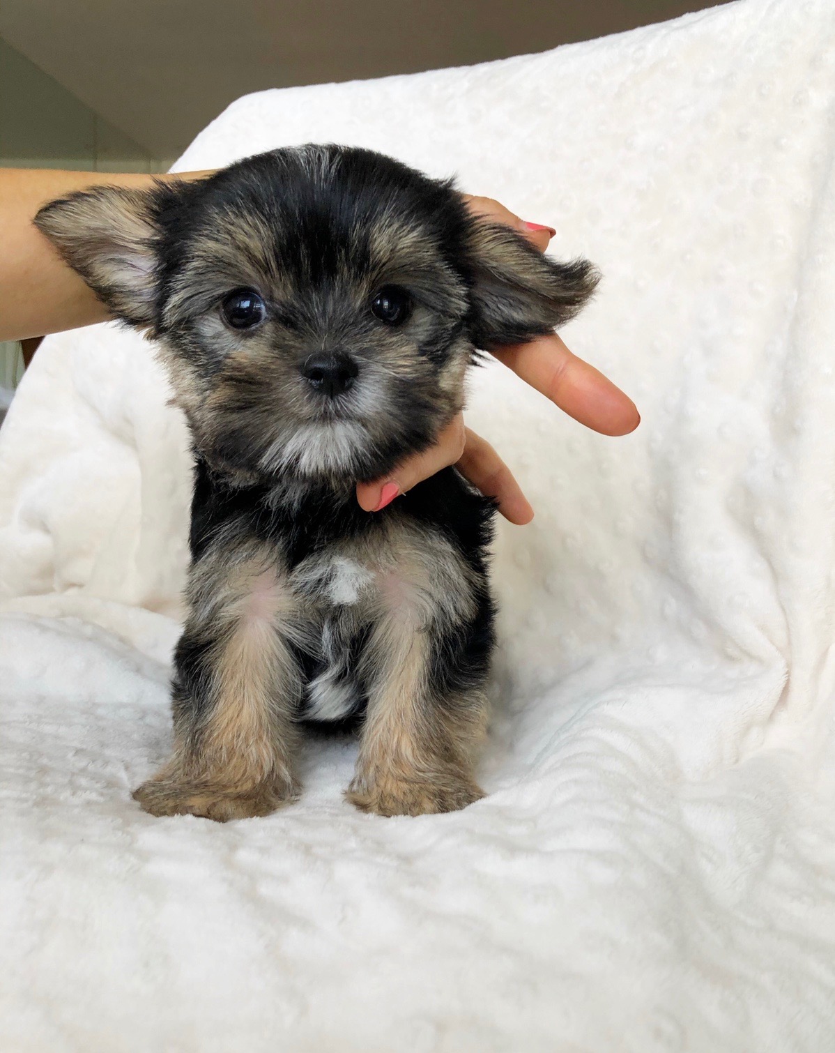 Teacup Yorkie/Maltese Morkie Puppy for sale! | iHeartTeacups