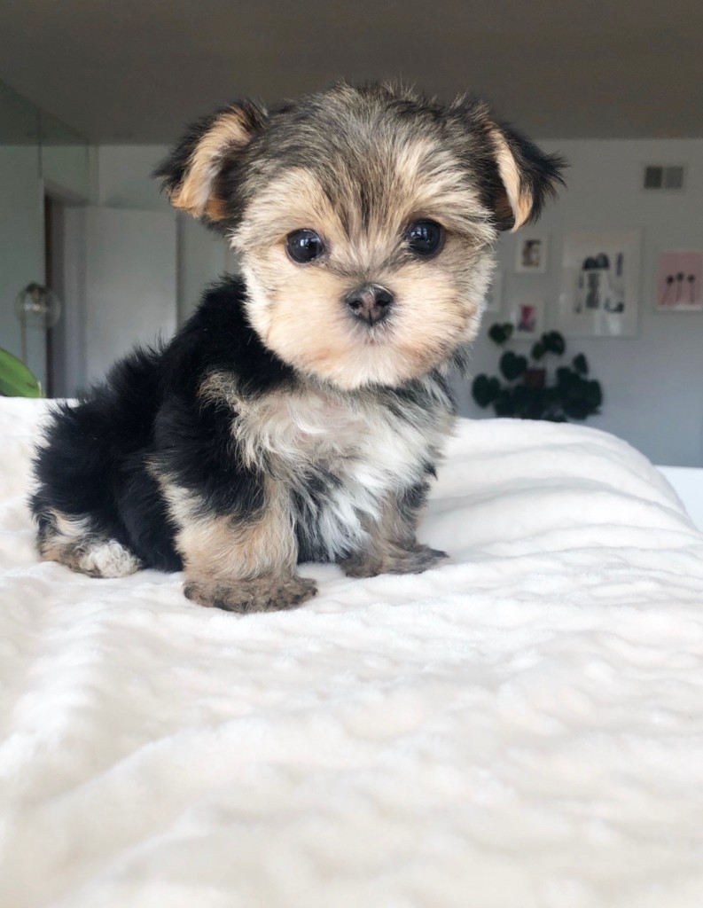 Teacup Morkie Puppy Teddy face!! - iHeartTeacups