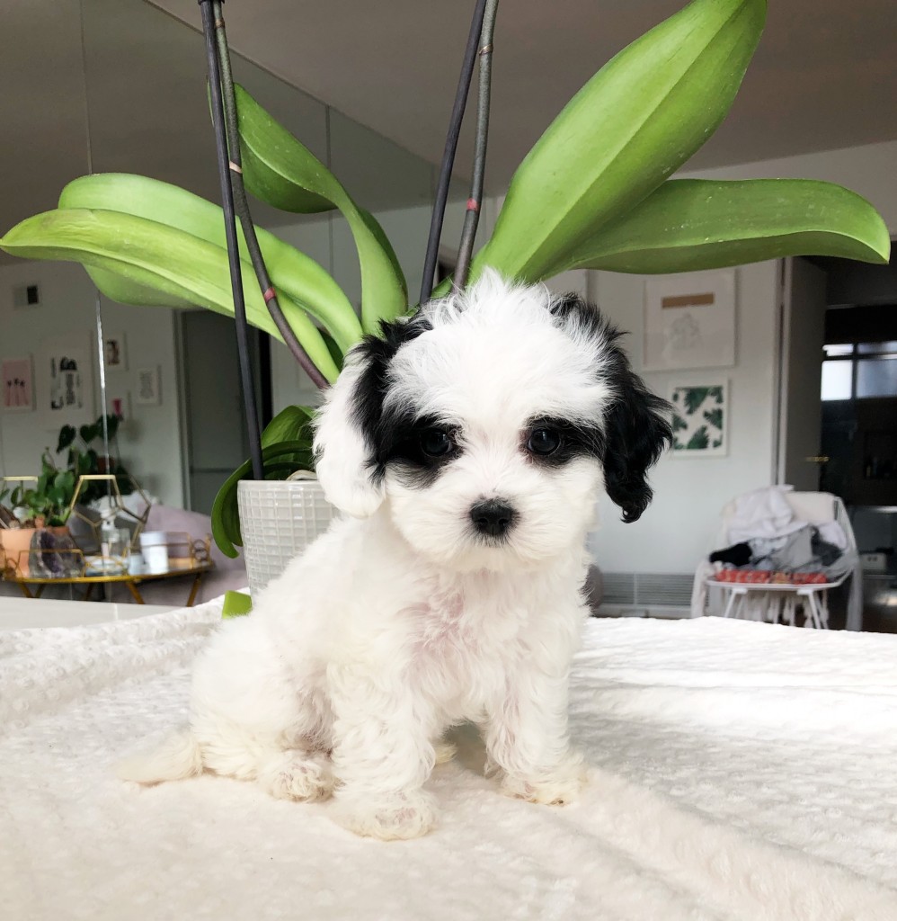 Panda Teacup Maltipoo Puppy -female!! - iHeartTeacups