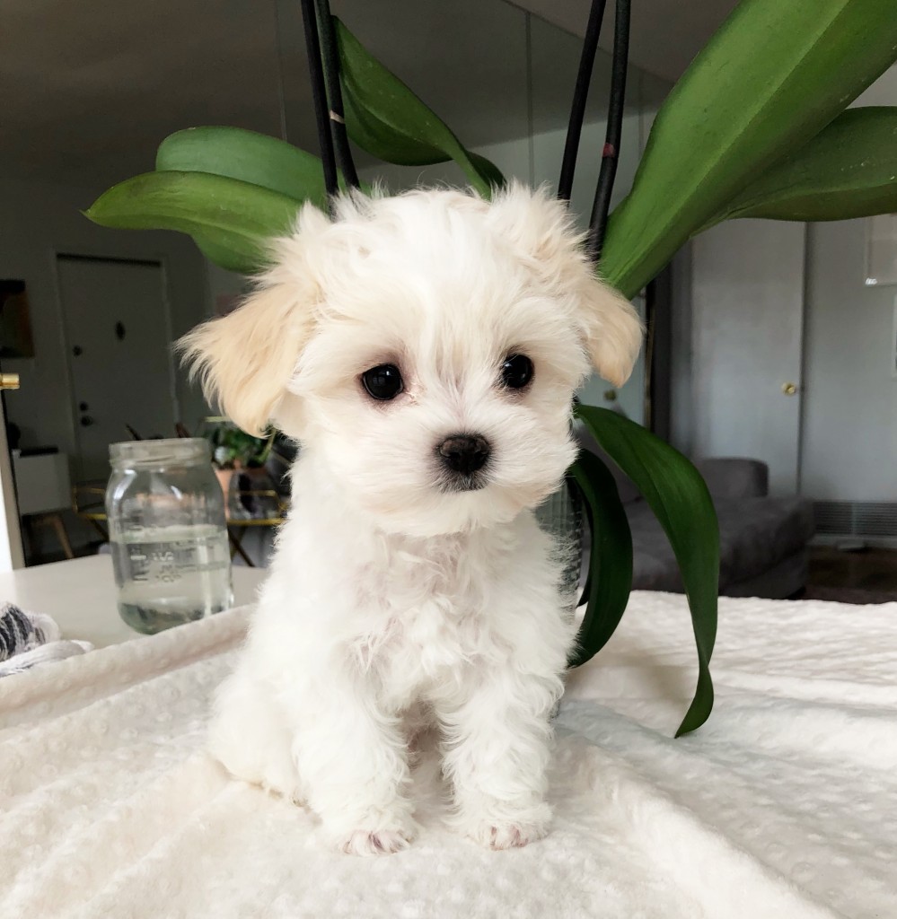 Teddy Boy Teacup Maltipoo Puppy!! Male - iHeartTeacups