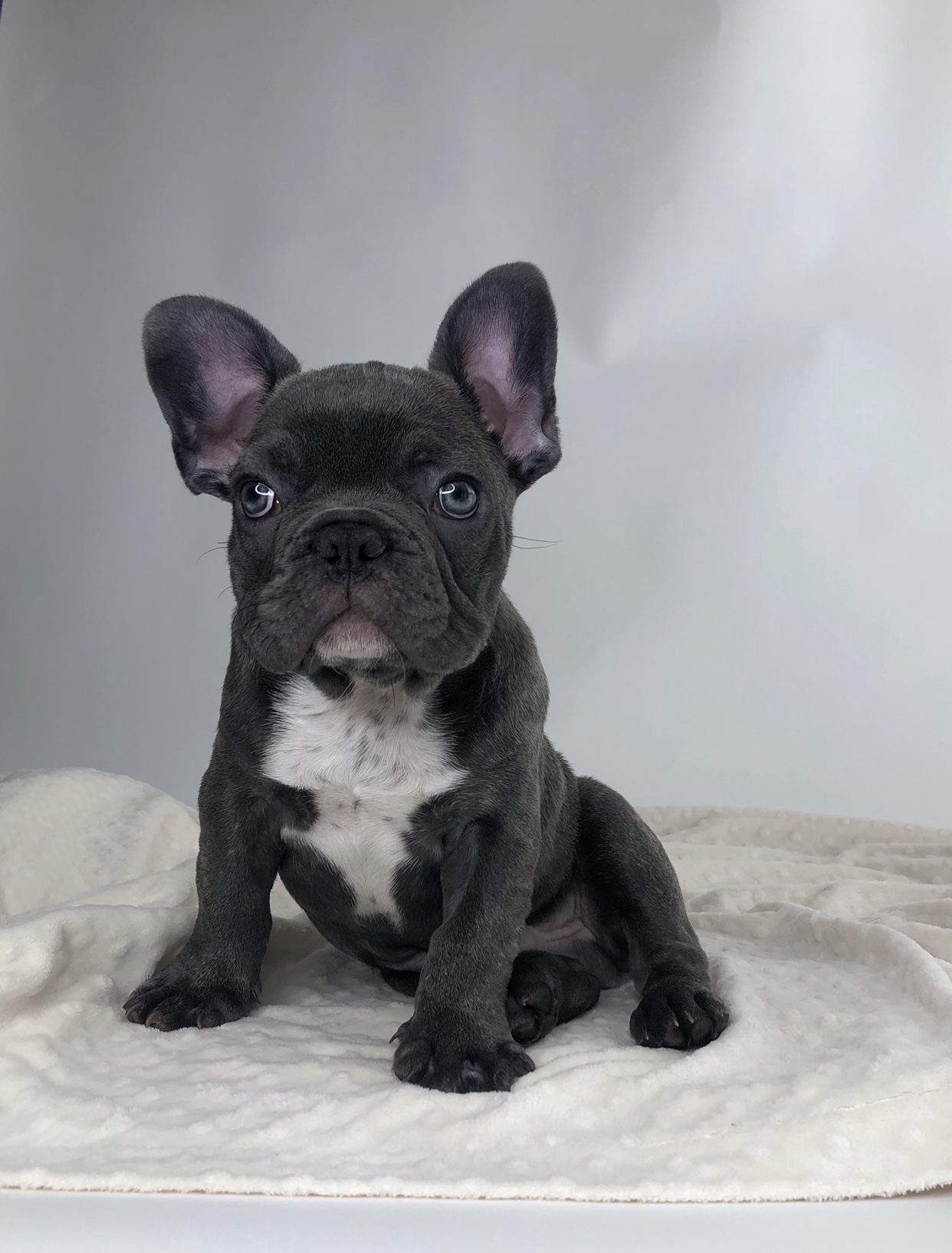 French Bulldog Frenchie Puppy blue brindle! - iHeartTeacups