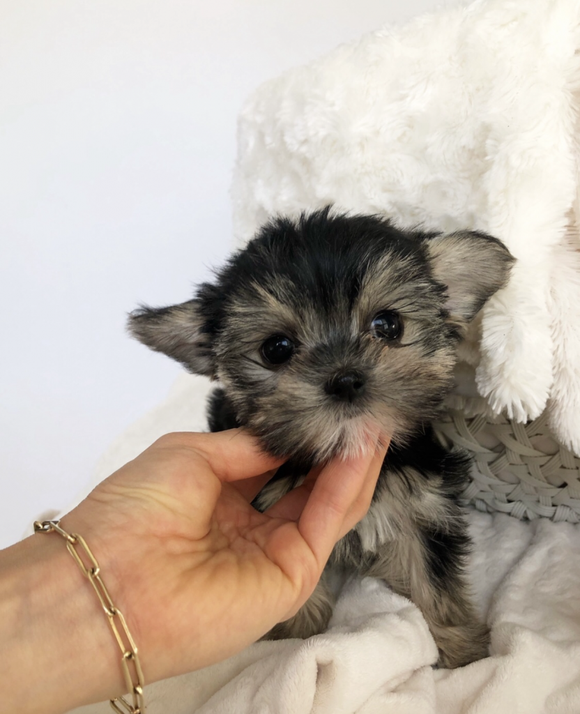 MINI TINY TEACUP MORKIE (YORKIE/MALTESE) PUPPY FOR SALE! - iHeartTeacups