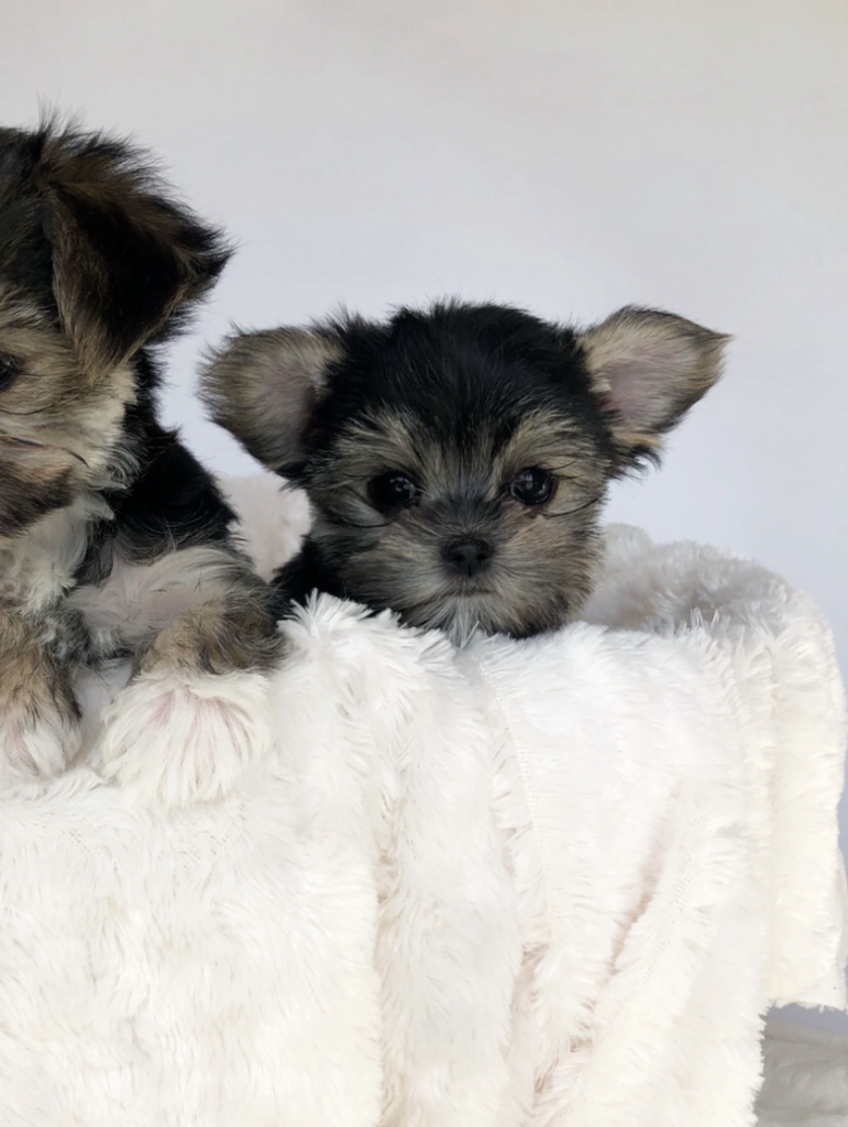 MINI TINY TEACUP MORKIE (YORKIE/MALTESE) PUPPY FOR SALE! - iHeartTeacups