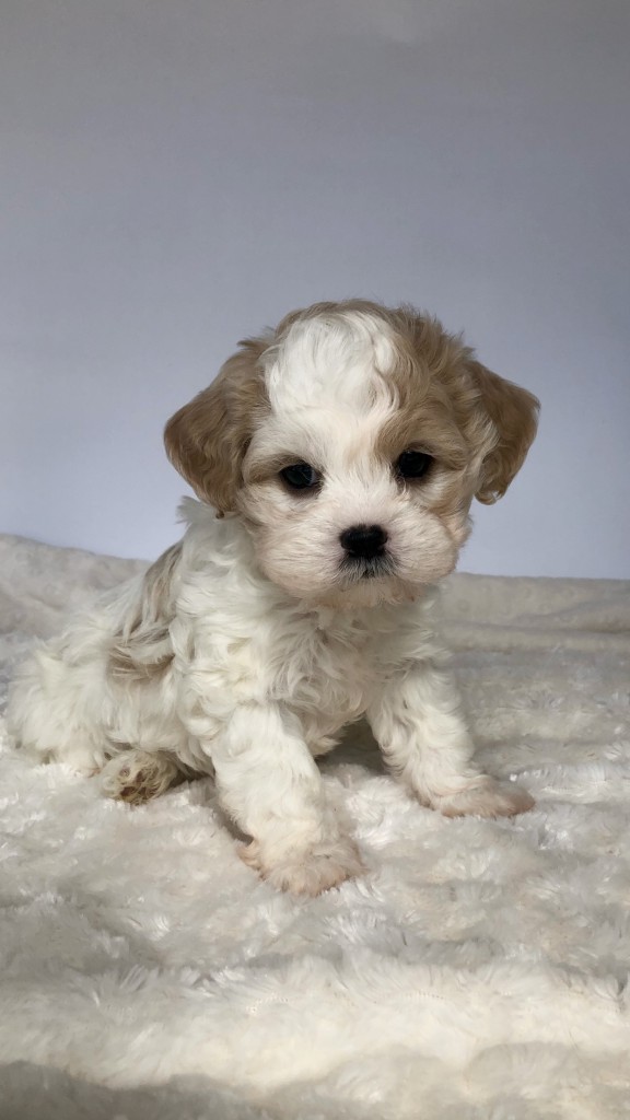 Teacup Maltipoo Puppy for sale!! - iHeartTeacups