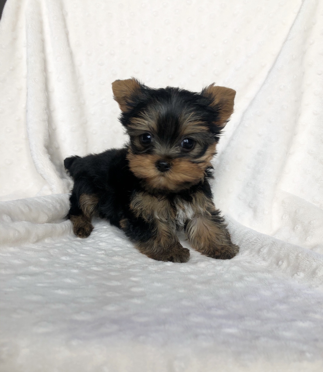 Micro Teacup Yorkie Yorkshire Terrier Puppy! - iHeartTeacups